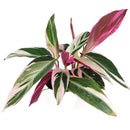 calathea triostar, 4 inch calathea triostar, Stromanthe sanguinea Triostar for sale, tropical indoor plants, houseplants near me