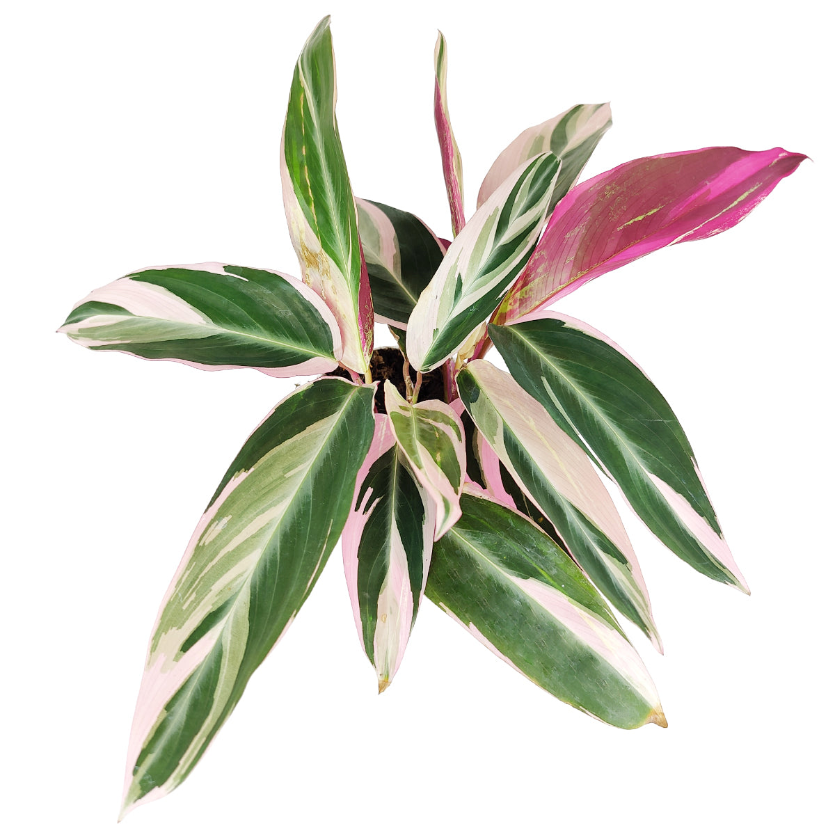 triostar calathea, triostar plant care, stromanthe triostar plant, triostar stromanthe plant, triostar stromanthe care, calathea triostar care