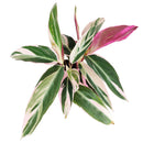 calathea triostar, 4 inch calathea triostar, Stromanthe sanguinea Triostar for sale, tropical indoor plants, houseplants near me