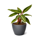 6 inch Stromanthe Sanguinea in black plastic pot, large colorful houseplants, decorative 6 inch indoor plants
