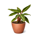 6 inch Stromanthe Sanguinea in black plastic pot, large colorful houseplants, decorative 6 inch indoor plants