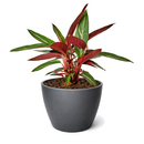 6 inch Stromanthe Sanguinea in black plastic pot, large colorful houseplants, decorative 6 inch indoor plants