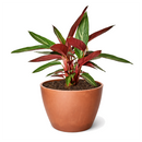 6 inch Stromanthe Sanguinea in black plastic pot, large colorful houseplants, decorative 6 inch indoor plants