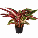 6 inch Stromanthe sanguinea Triostar, 6 inch colorful tropical houseplants, large decorative plants