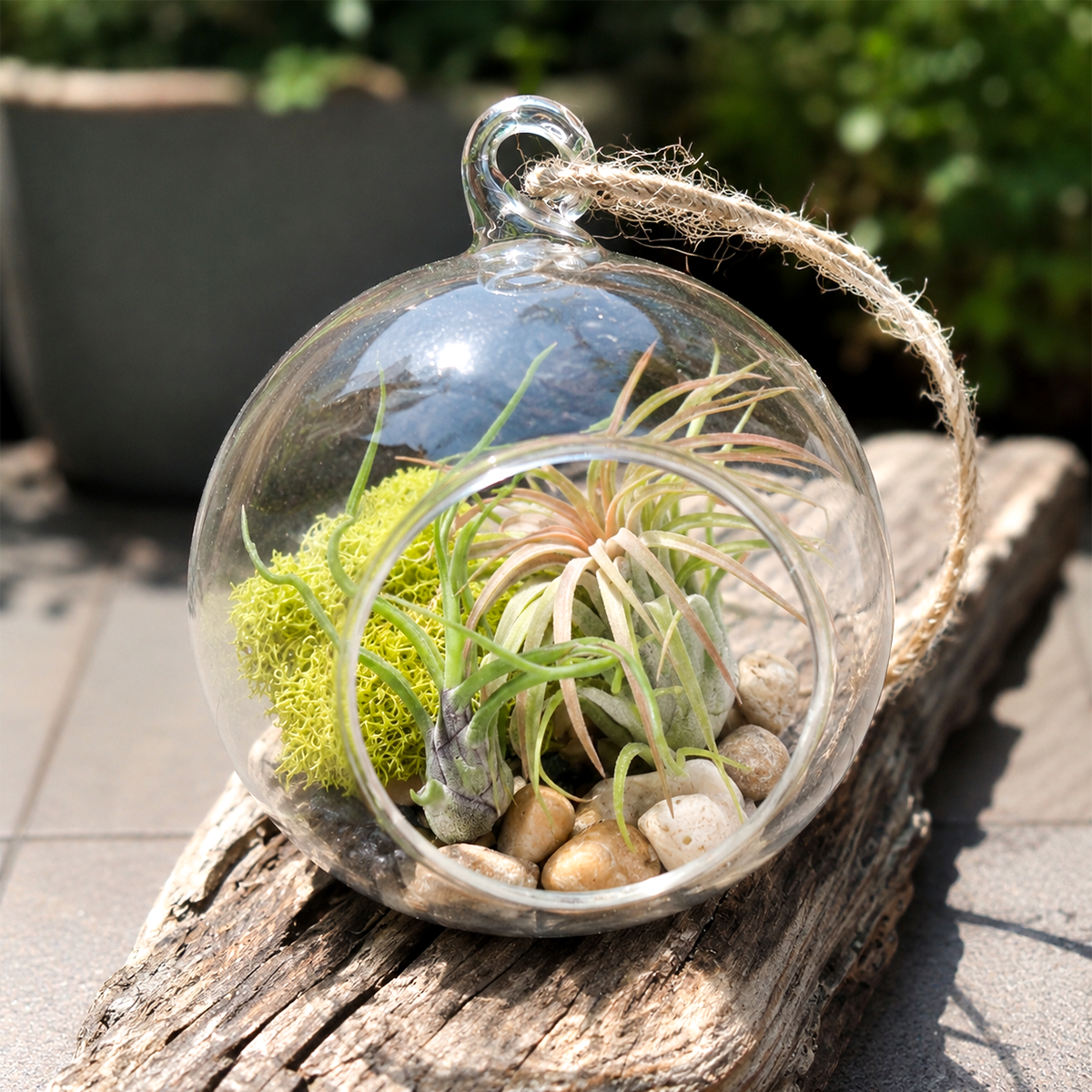 Glass Globe Air Plant Terrarium Kit for sale, minimalist hanging plant decor, easy care air plant display, DIY air plant terrarium set, tropical tillandsia home decor, elegant glass globe planter, indoor hanging succulent terrarium
