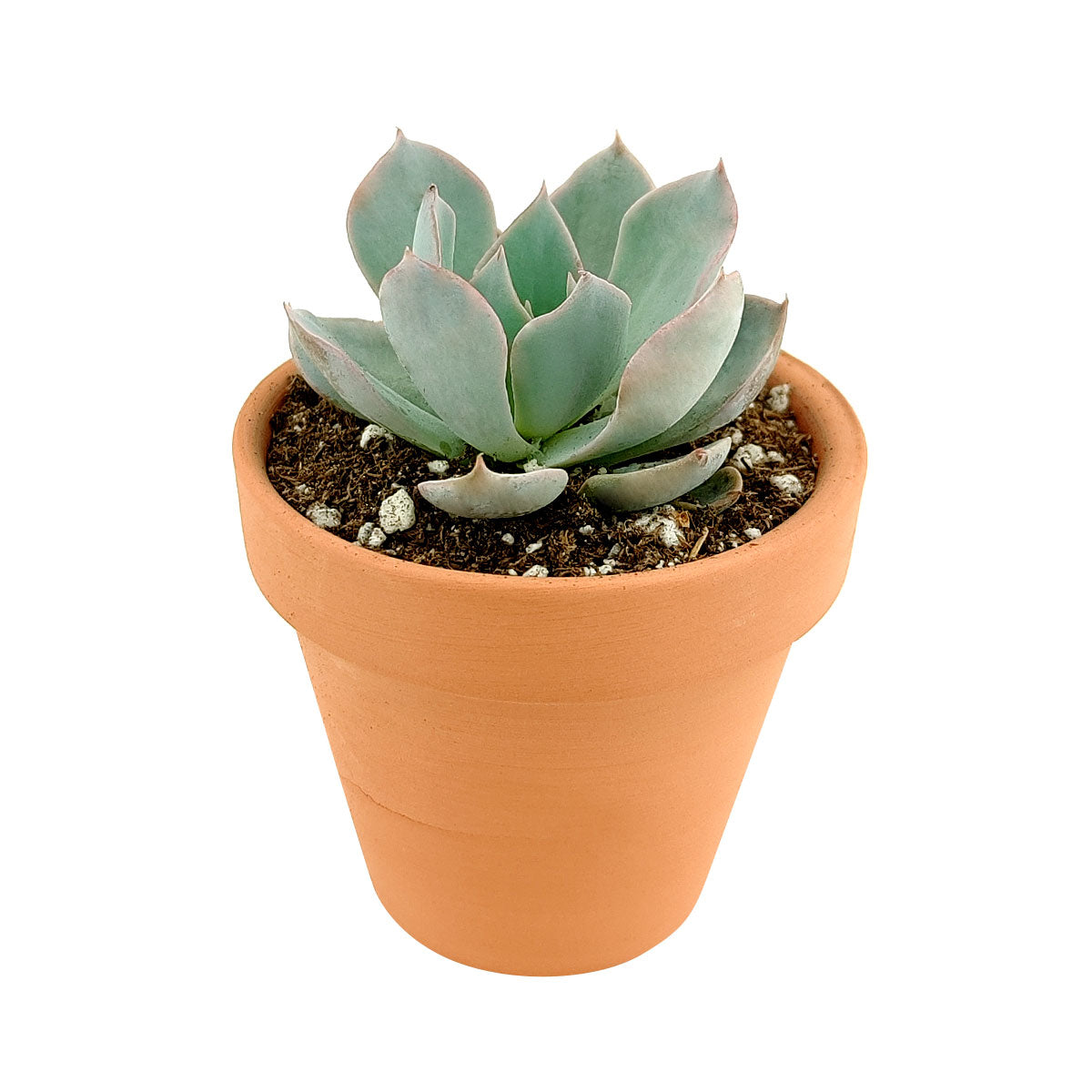 so succulent Echeveria Subsessilis Pink Succulent