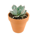 how to grow succulents, succulent plant, succulent care tips, succulent subscription, succulents garden, Succulents, Succulents shop near me, Rare succulents