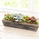 Buy Succulent Arrangement Centerpiece 11.25" Rectangle Wooden Planter online. This decorative succulent garden brings natural texture and color to tables, shelves, and countertops.