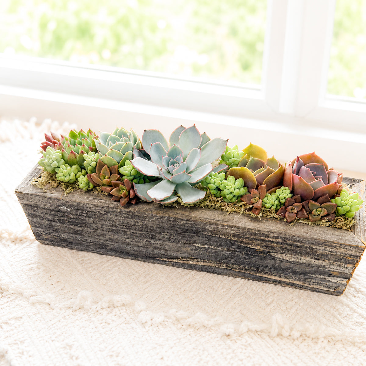 Buy Succulent Arrangement Centerpiece 11.25" Rectangle Wooden Planter online. A beautiful mix of succulents creates a natural centerpiece for tables and home decor.