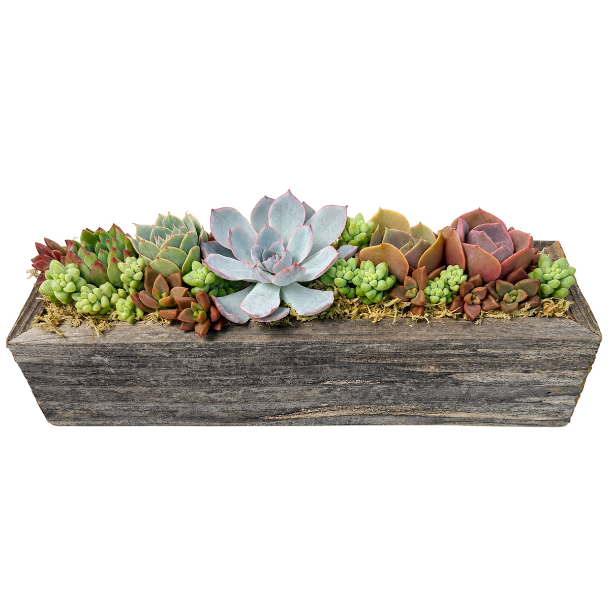 Buy Succulent Arrangement Centerpiece 11.25" Rectangle Wooden Planter online. Featuring assorted succulents in a warm wooden planter for a unique botanical display.