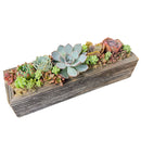 Buy Succulent Arrangement Centerpiece 11.25" Rectangle Wooden Planter online. This decorative succulent garden brings natural texture and color to tables, shelves, and countertops.