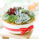 Succulent Arrangement in 9in Round Plastic Planter for sale. A low-maintenance succulent garden that makes a thoughtful gift for plant lovers and home decor enthusiasts.