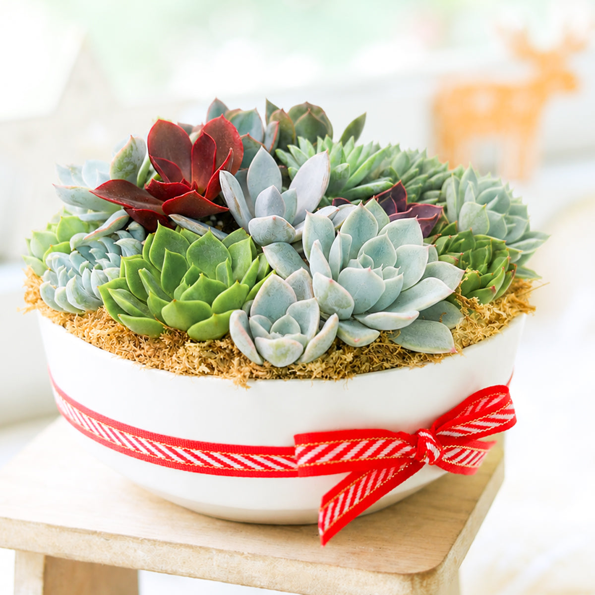 Buy Succulent Arrangement in 9in Round Plastic Planter online. A beautiful mix of succulents creates a lush centerpiece for home, office, or patio decor.