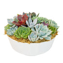 Succulent Arrangement in 9in Round Plastic Planter for sale. A low-maintenance succulent garden that makes a thoughtful gift for plant lovers and home decor enthusiasts.