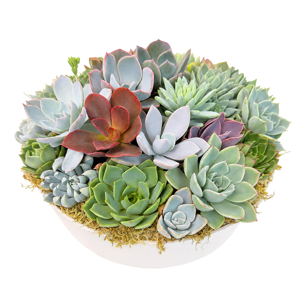 Buy Succulent Arrangement in 9in Round Plastic Planter online. Featuring a variety of textured succulents in a spacious round planter for a striking botanical display.