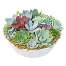 Succulent Arrangement in 9in Round Plastic Planter for sale. A low-maintenance succulent garden that makes a thoughtful gift for plant lovers and home decor enthusiasts.