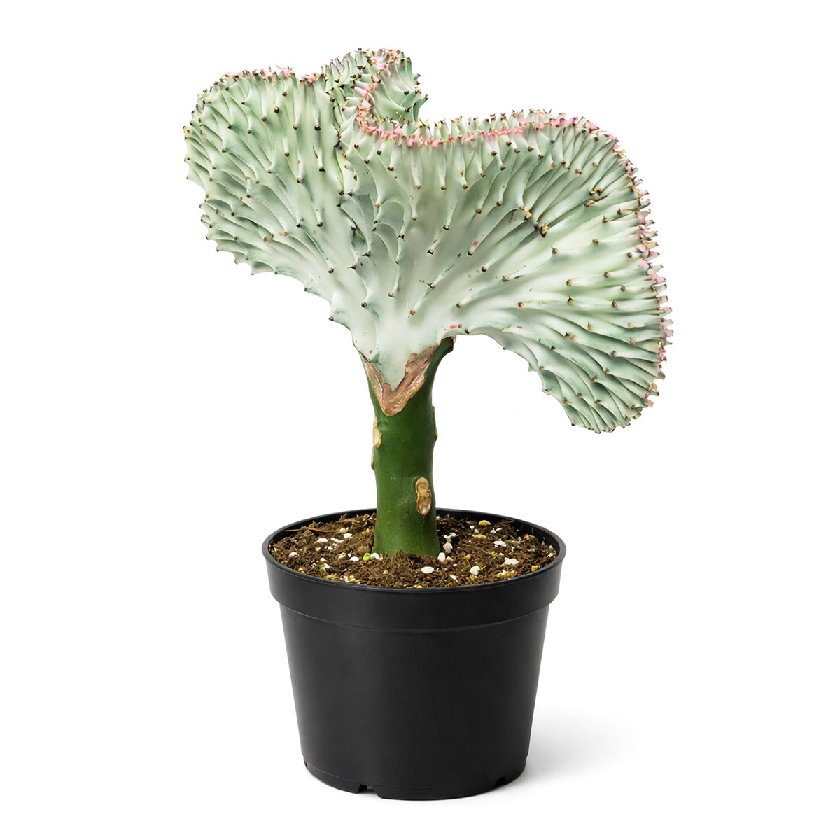 Succulent Euphorbia Lactea Ghost, 6 inch rare cactus, rare cactus for sale, rare undoor plants, plant shops in ca