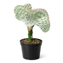 Succulent Euphorbia Lactea Ghost, 6 inch rare cactus, rare cactus for sale, rare undoor plants, plant shops in ca