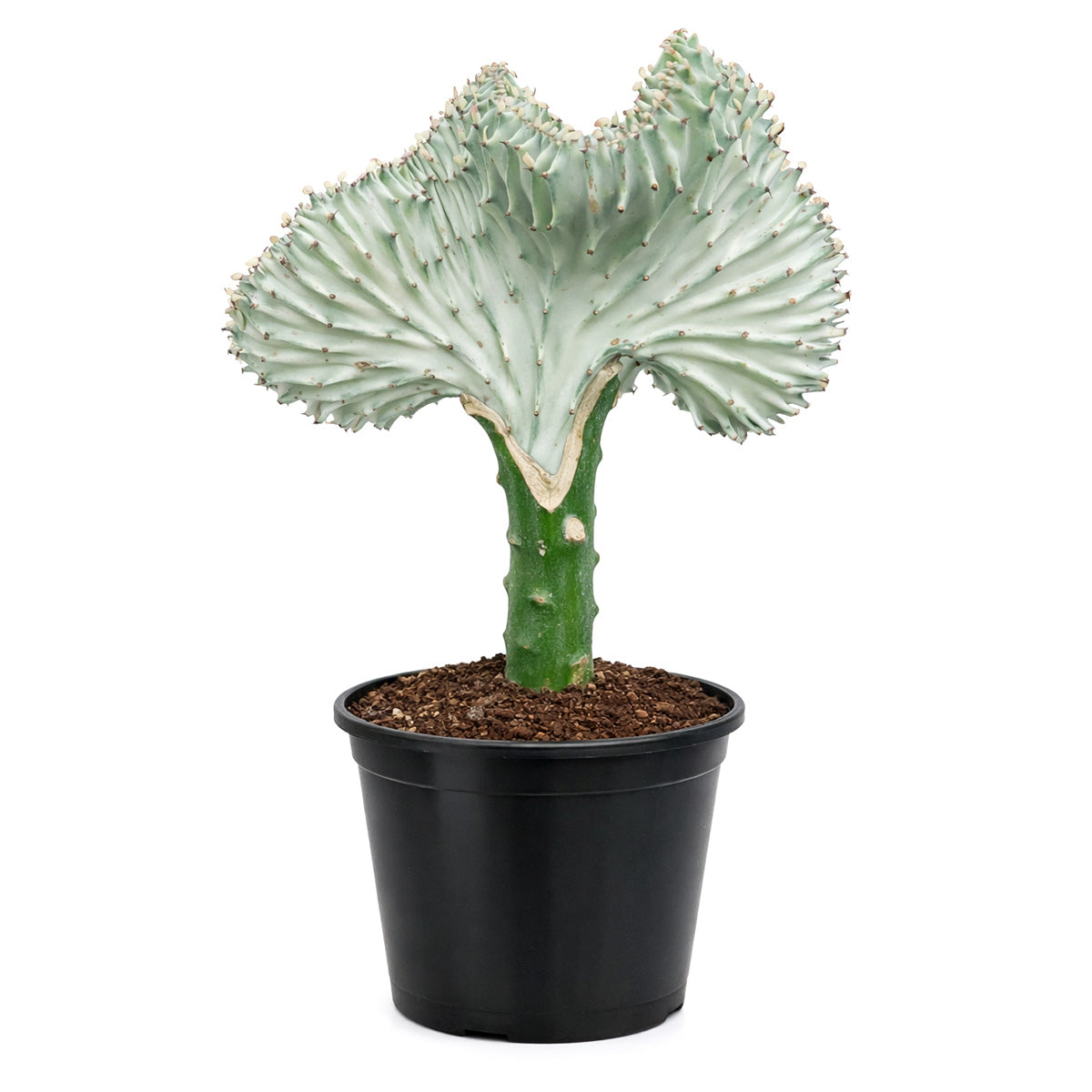 Succulent Euphorbia Lactea Ghost, 6 inch rare cactus, rare cactus for sale, rare undoor plants, plant shops in ca