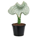 Succulent Euphorbia Lactea Ghost, 6 inch rare cactus, rare cactus for sale, rare undoor plants, plant shops in ca
