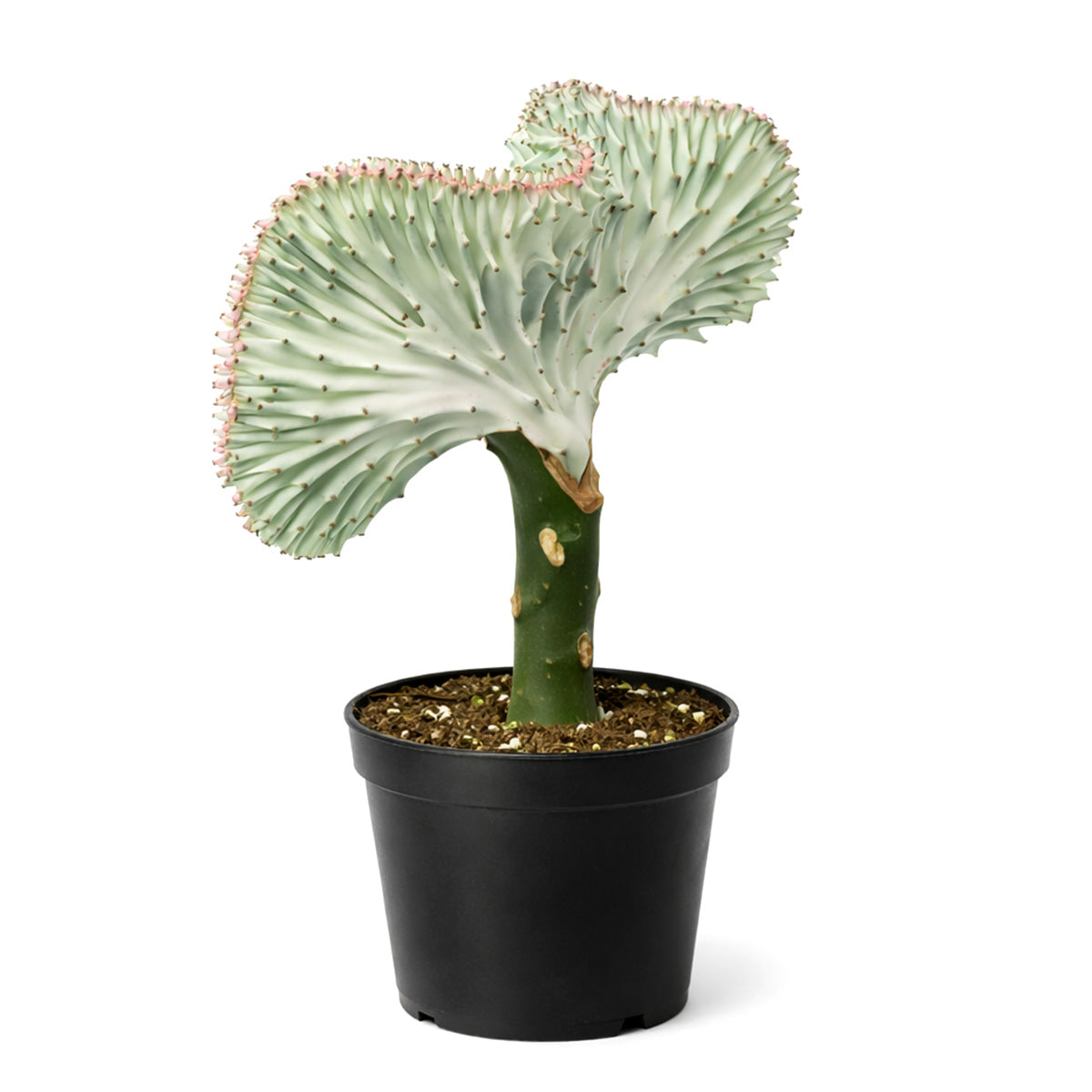 Succulent Euphorbia Lactea Ghost, 6 inch rare cactus, rare cactus for sale, rare undoor plants, plant shops in ca