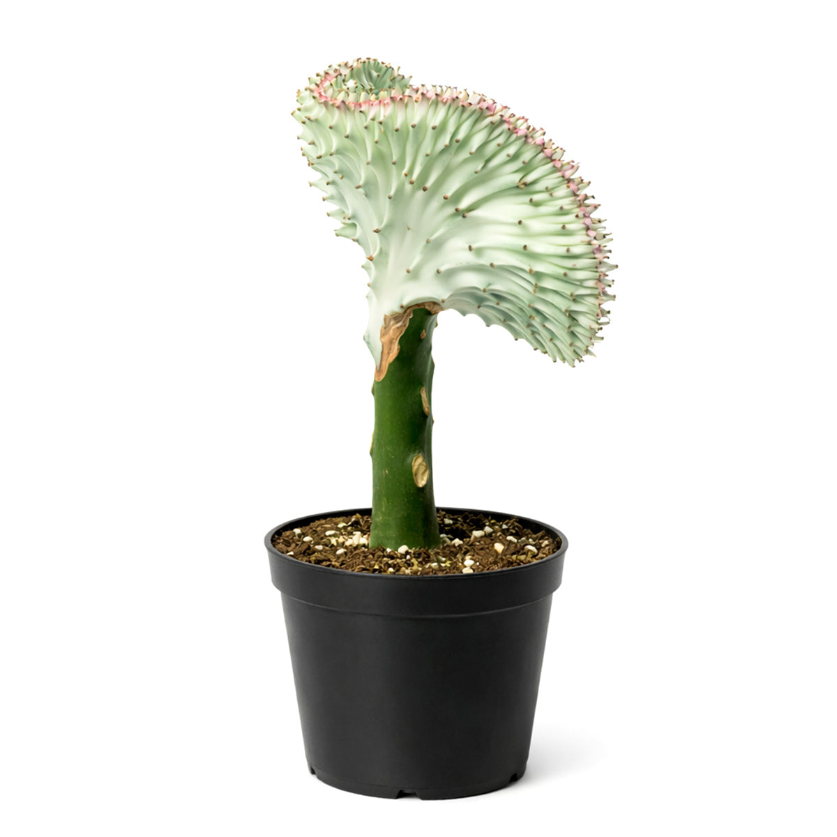 Succulent Euphorbia Lactea Ghost, 6 inch rare cactus, rare cactus for sale, rare undoor plants, plant shops in ca