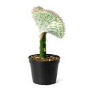 Succulent Euphorbia Lactea Ghost, 6 inch rare cactus, rare cactus for sale, rare undoor plants, plant shops in ca