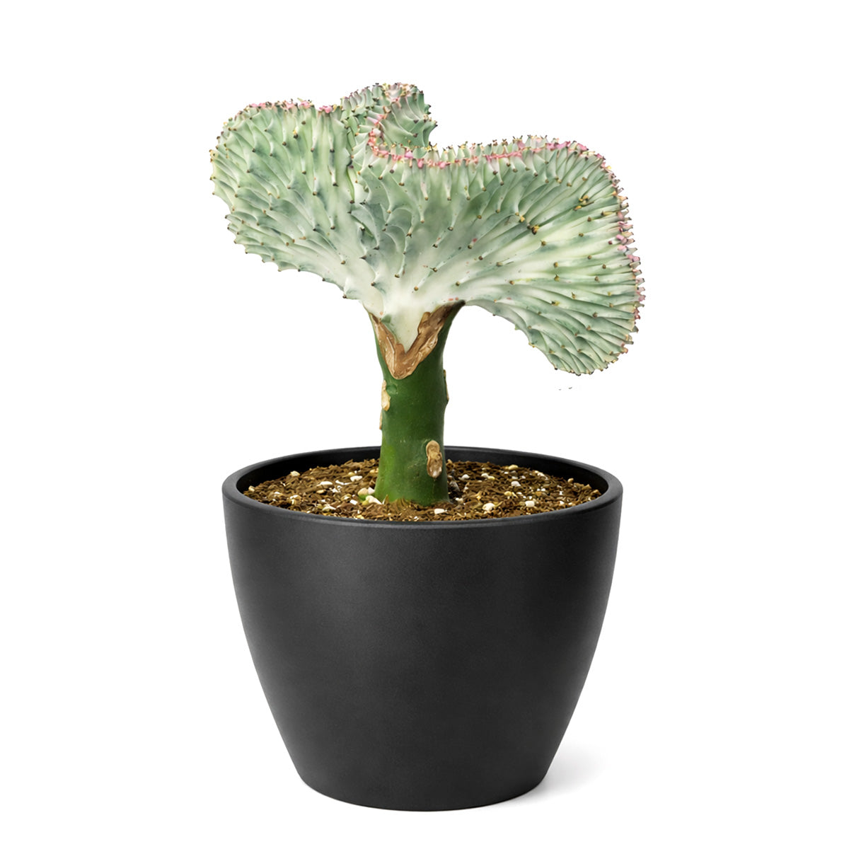 Succulent Euphorbia Lactea Ghost, 6 inch rare cactus, rare cactus for sale, rare undoor plants, plant shops in ca