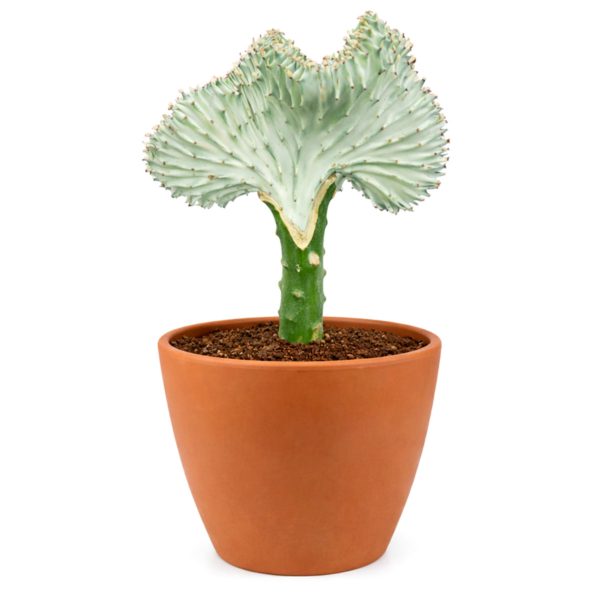 Succulent Euphorbia Lactea Ghost, 6 inch rare cactus, rare cactus for sale, rare undoor plants, plant shops in ca
