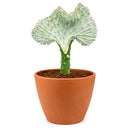 Succulent Euphorbia Lactea Ghost, 6 inch rare cactus, rare cactus for sale, rare undoor plants, plant shops in ca