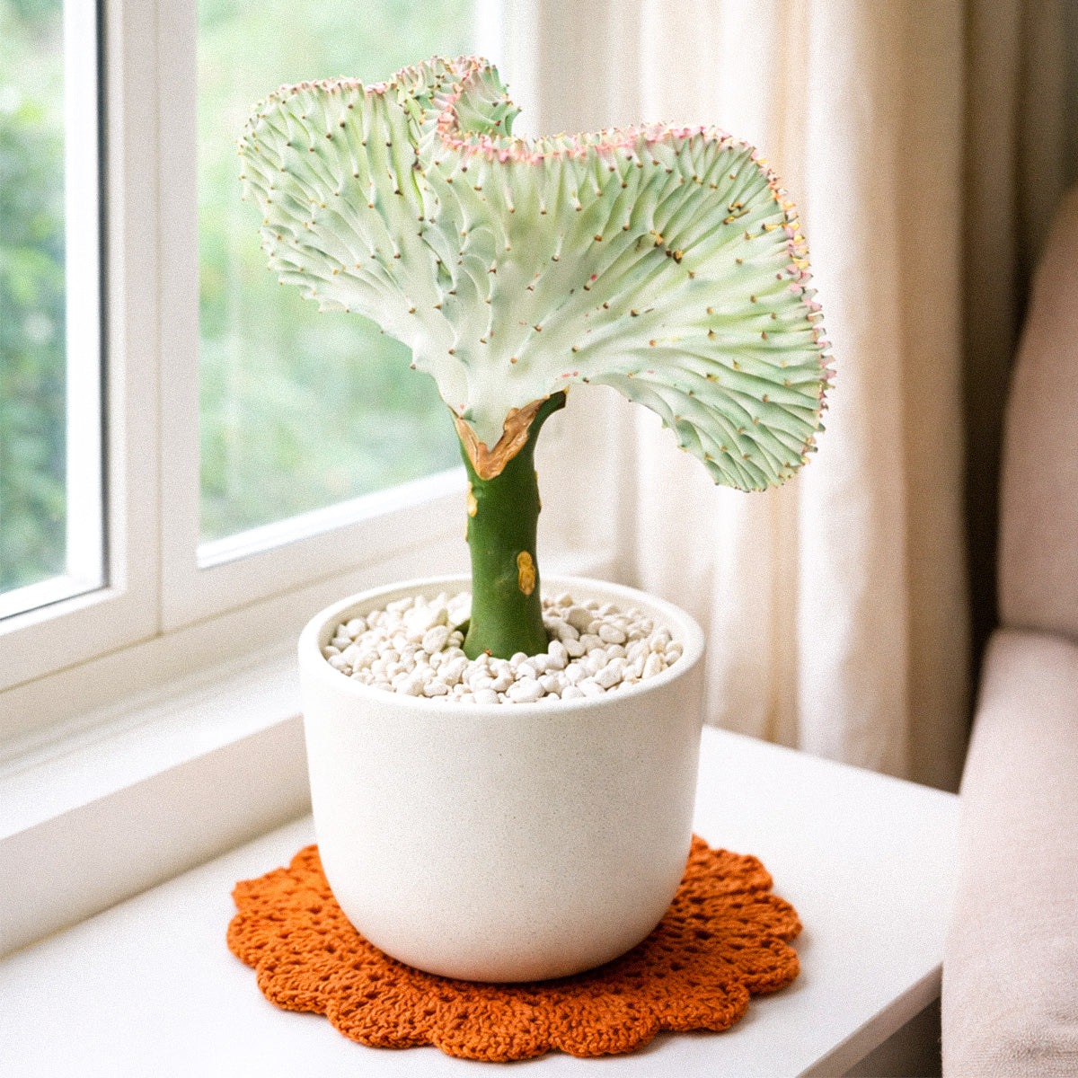 Succulent Euphorbia Lactea Ghost - Low Maintenance Indoor Cactus