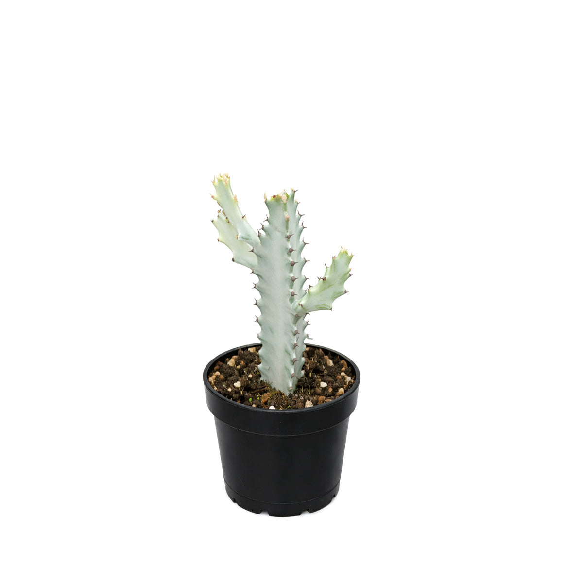 Succulent Euphorbia 'Dragon Bone', buy unique succulents online, rare live plants, small indoor plants