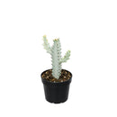Succulent Euphorbia 'Dragon Bone', buy unique succulents online, rare live plants, small indoor plants