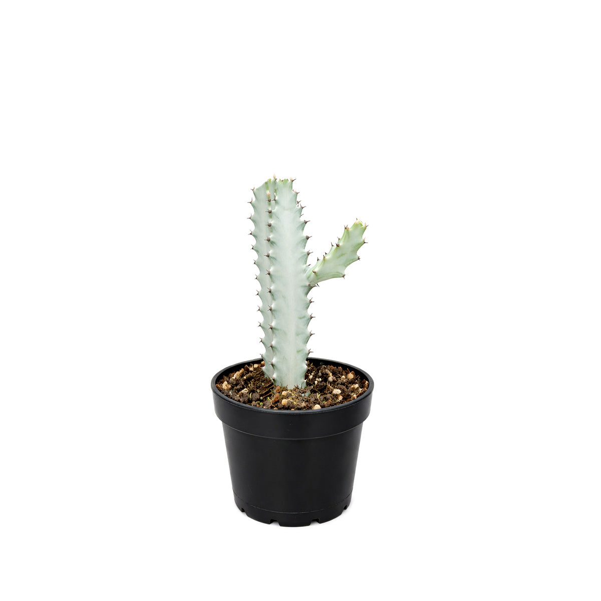 Succulent Euphorbia 'Dragon Bone', buy unique succulents online, rare live plants, small indoor plants