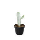 Succulent Euphorbia 'Dragon Bone', buy unique succulents online, rare live plants, small indoor plants
