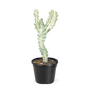 Succulent Euphorbia 'Dragon Bone', buy unique succulents online, rare live plants, small indoor plants