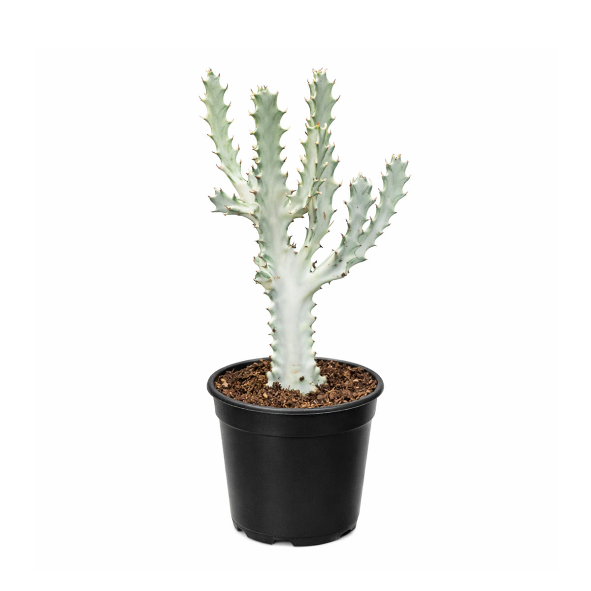 Succulent Euphorbia 'Dragon Bone', buy unique succulents online, rare live plants, small indoor plants
