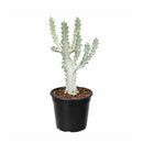 Succulent Euphorbia 'Dragon Bone', buy unique succulents online, rare live plants, small indoor plants