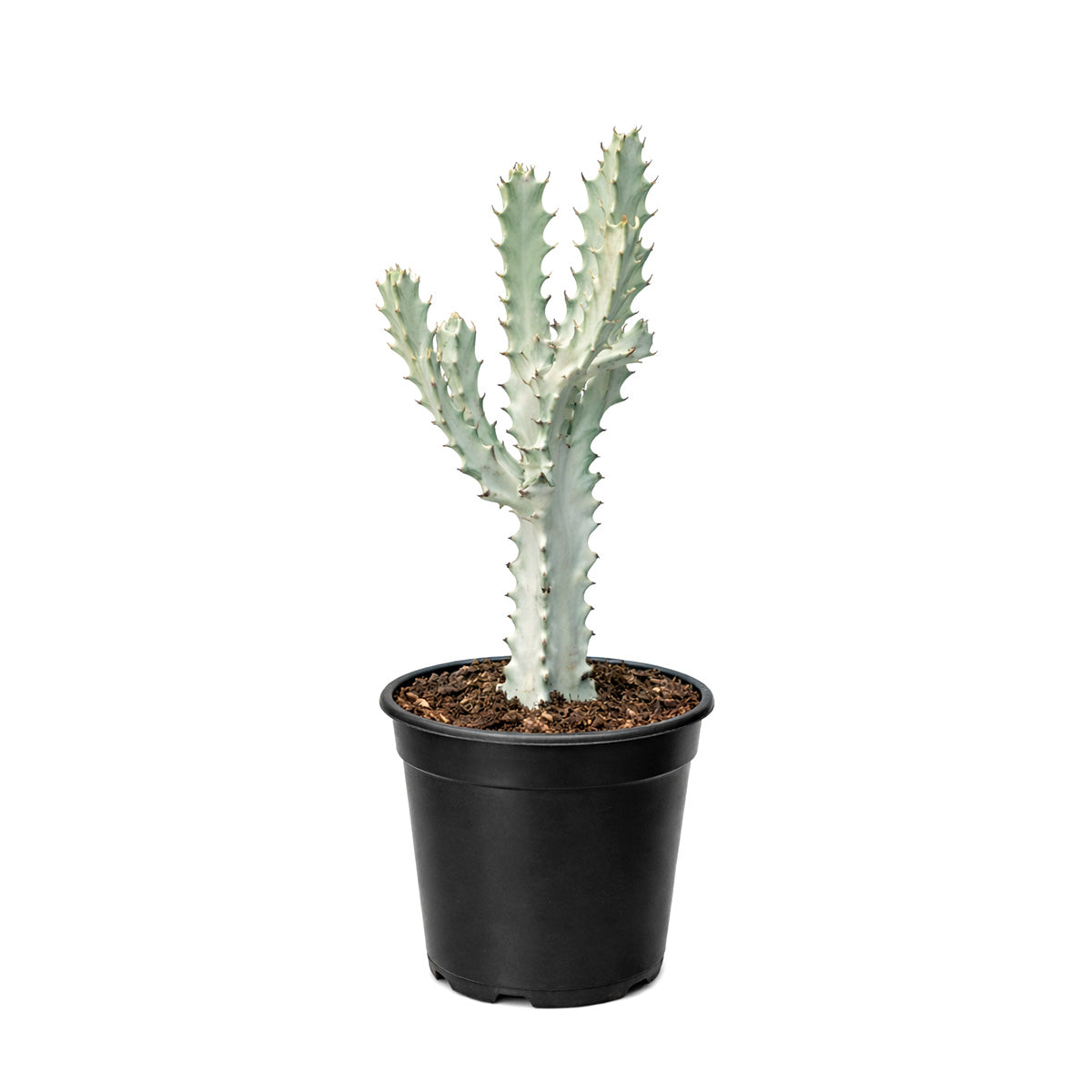 Succulent Euphorbia 'Dragon Bone', buy unique succulents online, rare live plants, small indoor plants