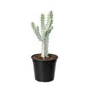 Succulent Euphorbia 'Dragon Bone', buy unique succulents online, rare live plants, small indoor plants