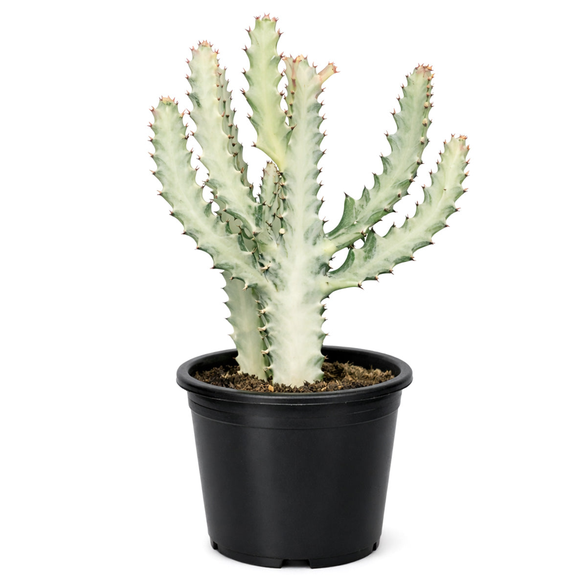 Succulent Euphorbia 'Dragon Bone', buy unique succulents online, rare live plants, small indoor plants