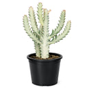 Succulent Euphorbia 'Dragon Bone', buy unique succulents online, rare live plants, small indoor plants