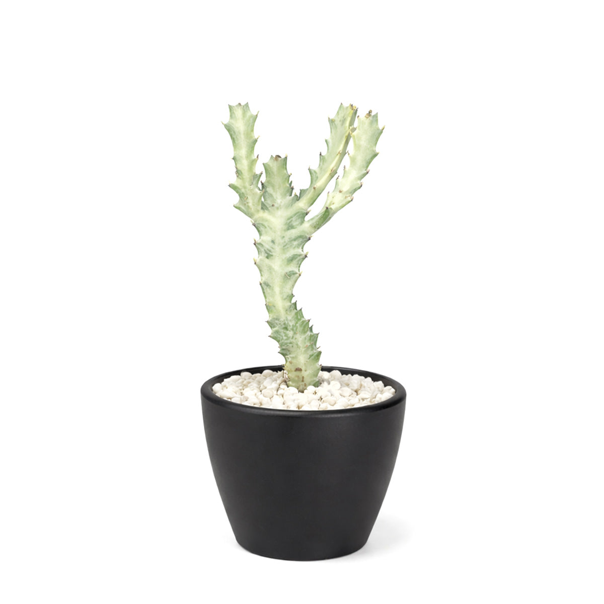 Succulent Euphorbia 'Dragon Bone', buy unique succulents online, rare live plants, small indoor plants