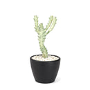 Succulent Euphorbia 'Dragon Bone', buy unique succulents online, rare live plants, small indoor plants