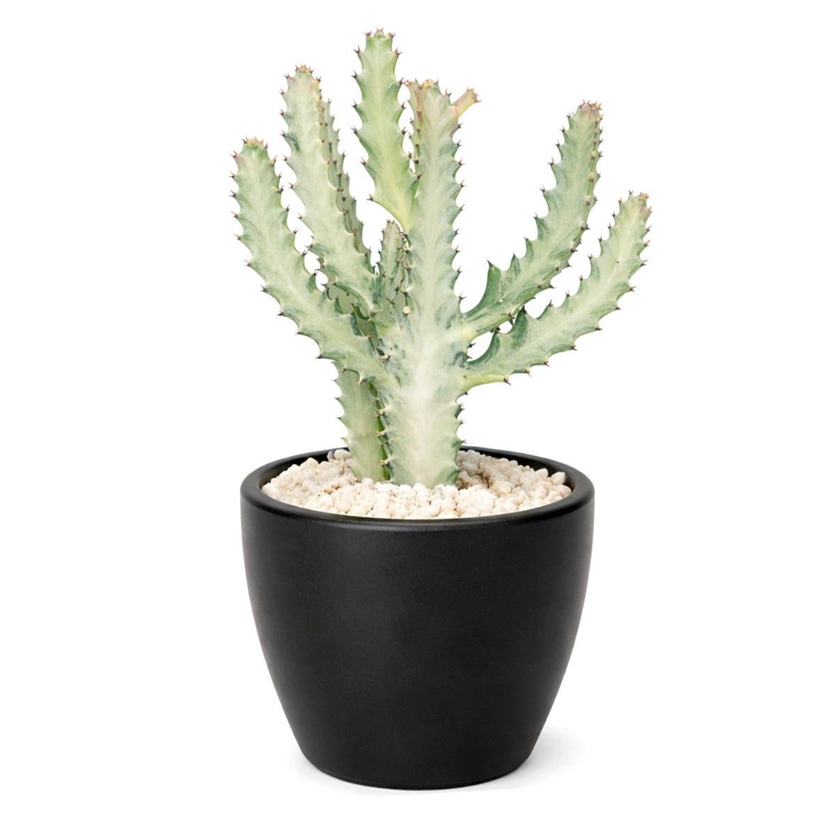 Succulent Euphorbia 'Dragon Bone', buy unique succulents online, rare live plants, small indoor plants
