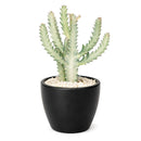 Succulent Euphorbia 'Dragon Bone', buy unique succulents online, rare live plants, small indoor plants