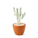 Succulent Euphorbia 'Dragon Bone', buy unique succulents online, rare live plants, small indoor plants