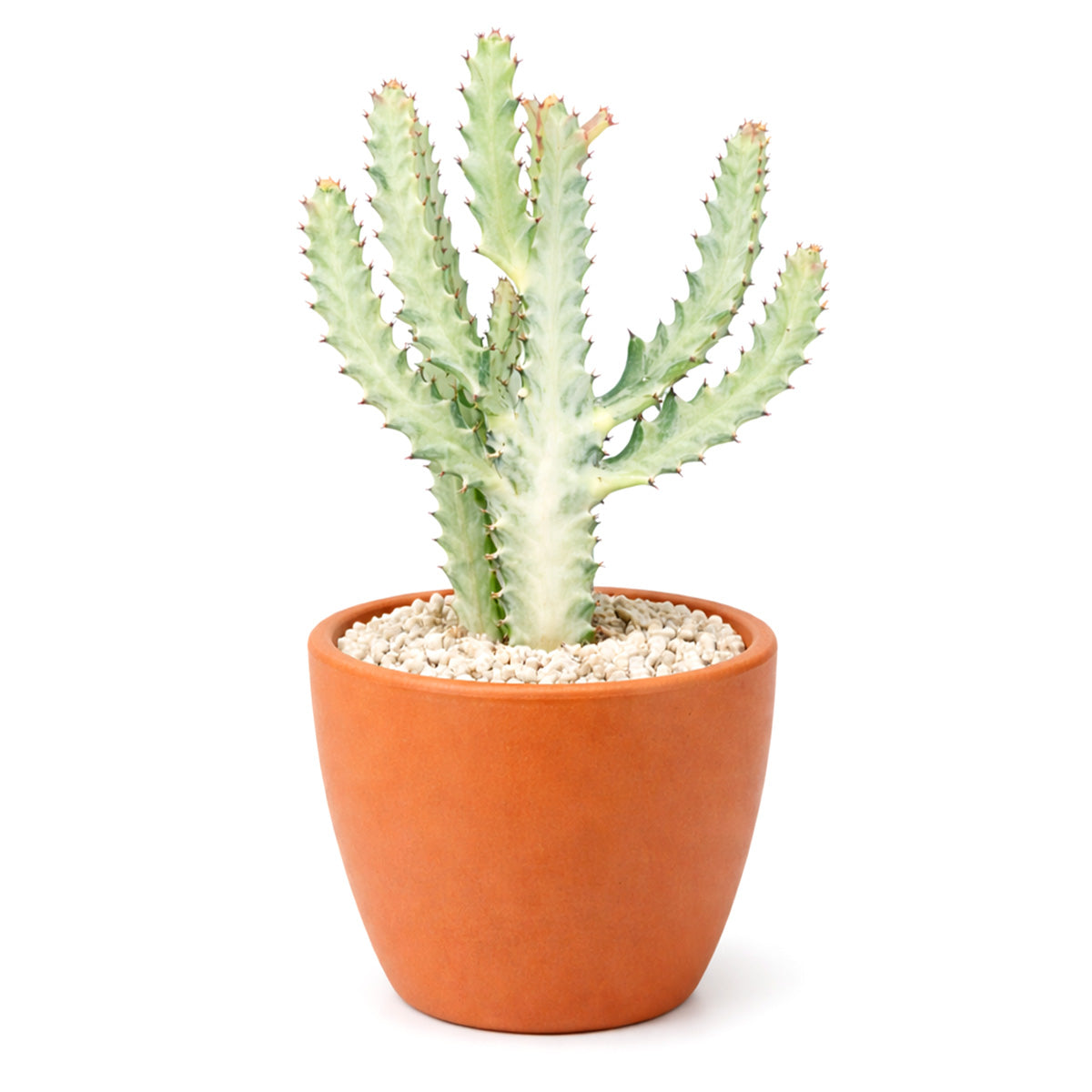 Succulent Euphorbia 'Dragon Bone', buy unique succulents online, rare live plants, small indoor plants