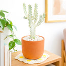 Succulent Euphorbia 'Dragon Bone', buy unique succulents online, rare live plants, small indoor plants