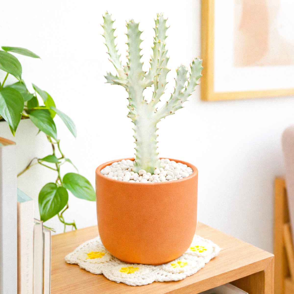 Succulent Euphorbia 'Dragon Bone', buy unique succulents online, rare live plants, small indoor plants